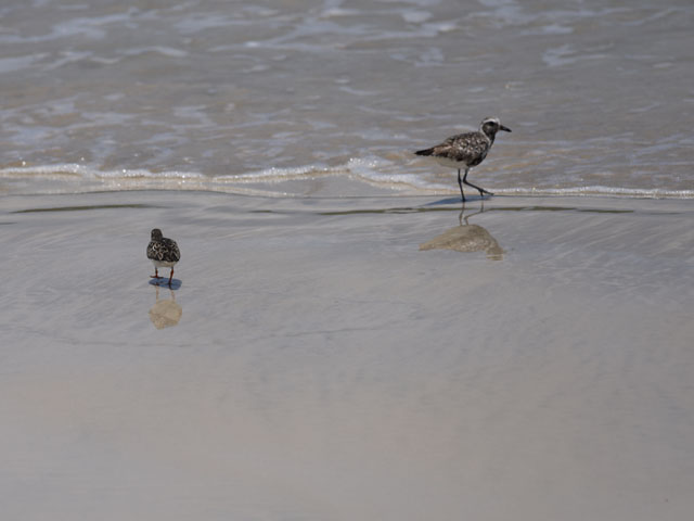 ミユビシギ, Calidris alba