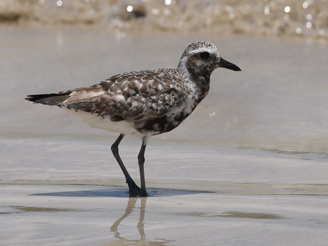 ミユビシギ, Calidris alba