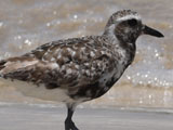ミユビシギ, Calidris alba