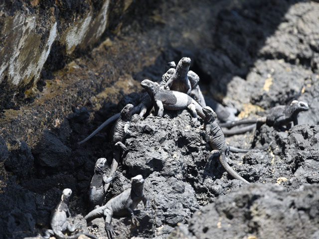 ウミイグアナ, Amblyrhynchus cristatus