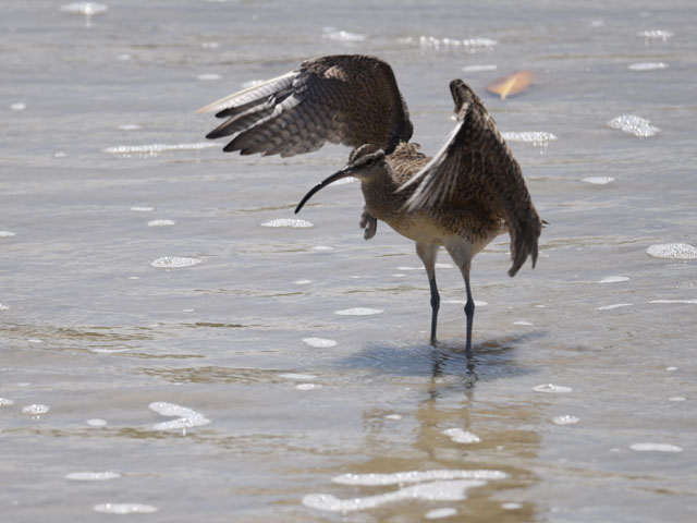 チュウシャクシギ, Numenius phaeopus