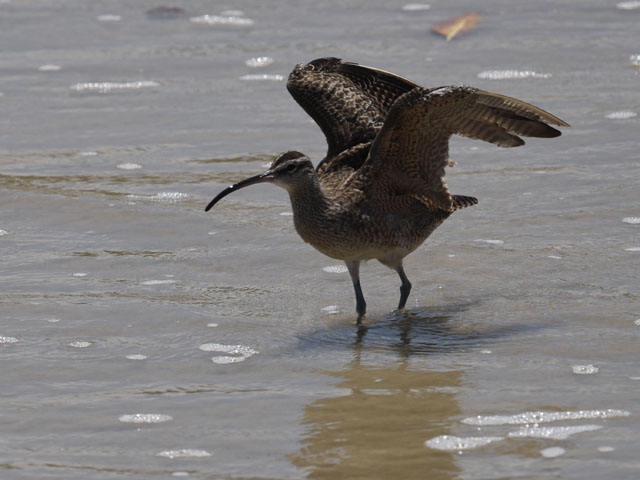 チュウシャクシギ, Numenius phaeopus