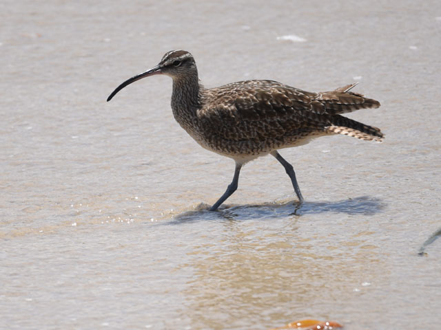チュウシャクシギ, Numenius phaeopus
