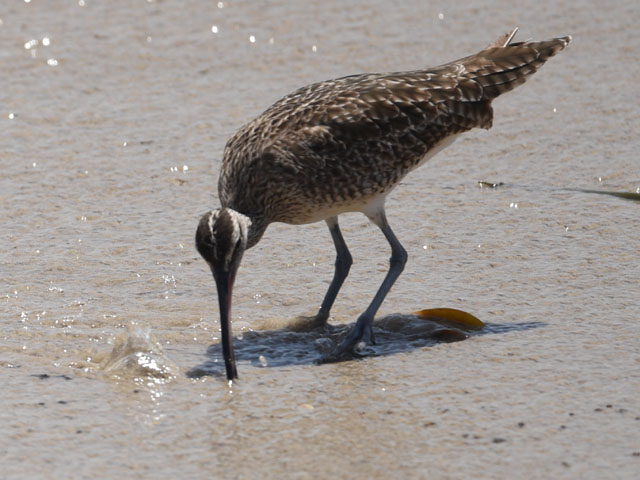 チュウシャクシギ, Numenius phaeopus