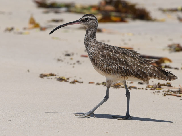 チュウシャクシギ, Numenius phaeopus