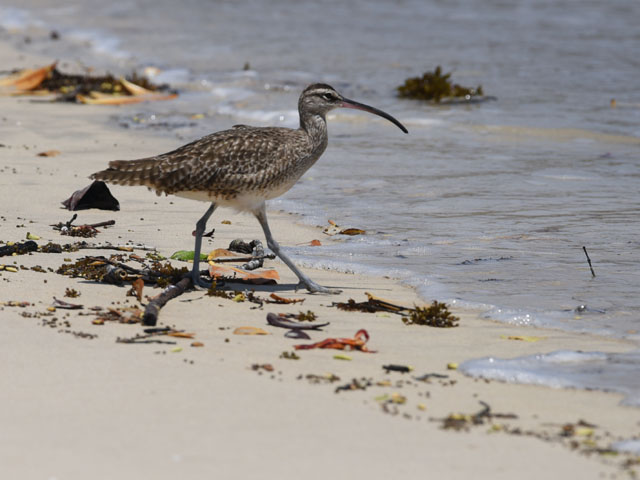 チュウシャクシギ, Numenius phaeopus
