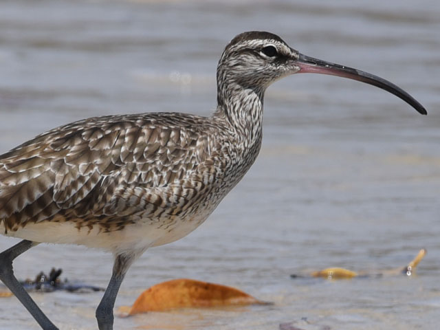 チュウシャクシギ, Numenius phaeopus
