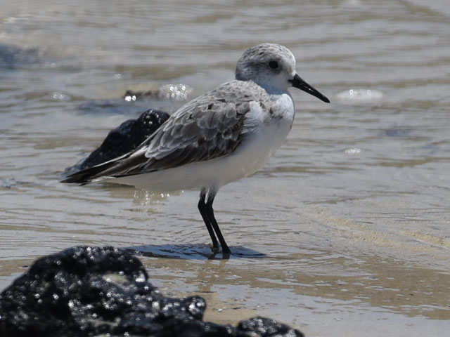 ミユビシギ, Calidris alba