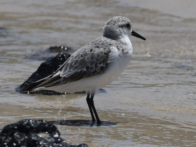 ミユビシギ, Calidris alba