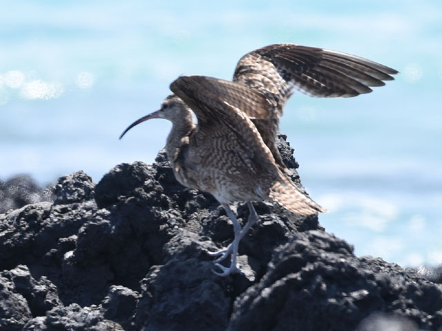 チュウシャクシギ, Numenius phaeopus