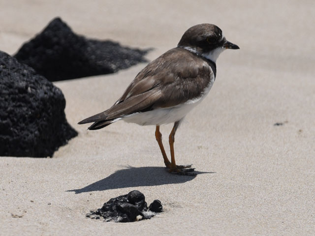 ミズカキチドリ, Charadrius semipalmatus