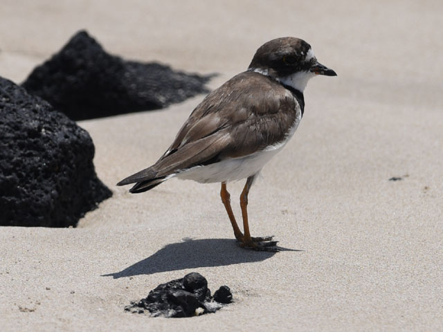 ミズカキチドリ, Charadrius semipalmatus