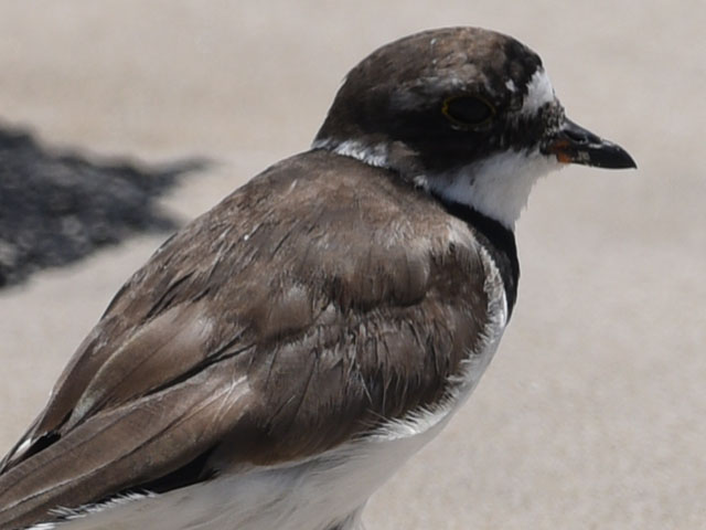 ミズカキチドリ, Charadrius semipalmatus