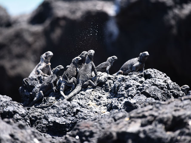 �E�~�C�O�A�i, Amblyrhynchus cristatus 