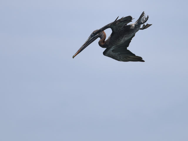 �J�b�V���N�y���J��, Pelecanus occidentalis 