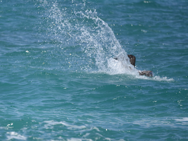 �J�b�V���N�y���J��, Pelecanus occidentalis 