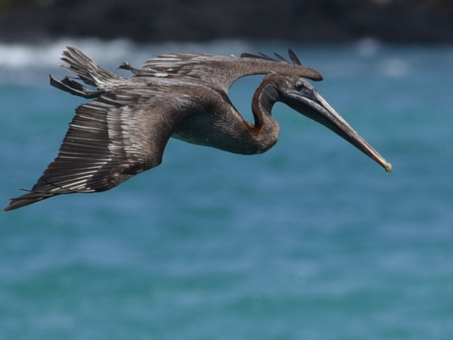 カッショクペリカン, Pelecanus occidentalis