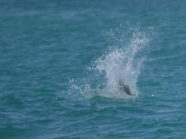 カッショクペリカン, Pelecanus occidentalis