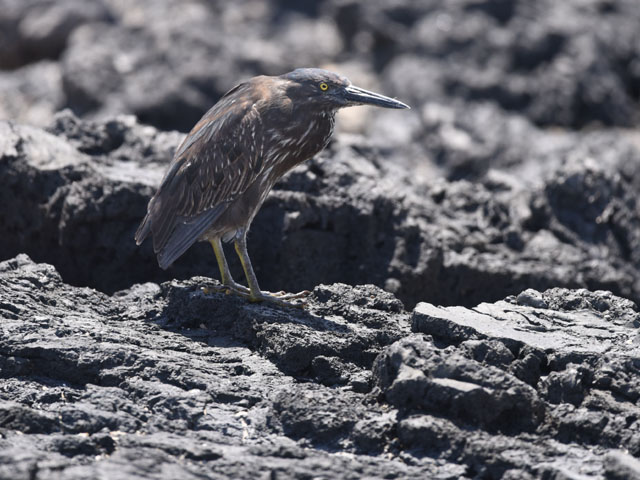 ガラパゴスササゴイ, Butorides sundevalli