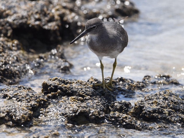 メリケンキアシシギ, Tringa incana