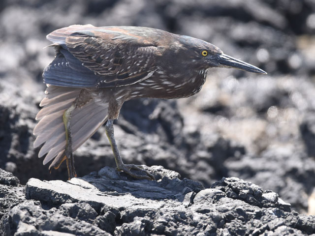 ガラパゴスササゴイ, Butorides sundevalli