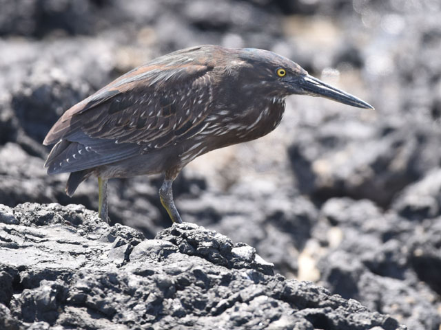 ガラパゴスササゴイ, Butorides sundevalli