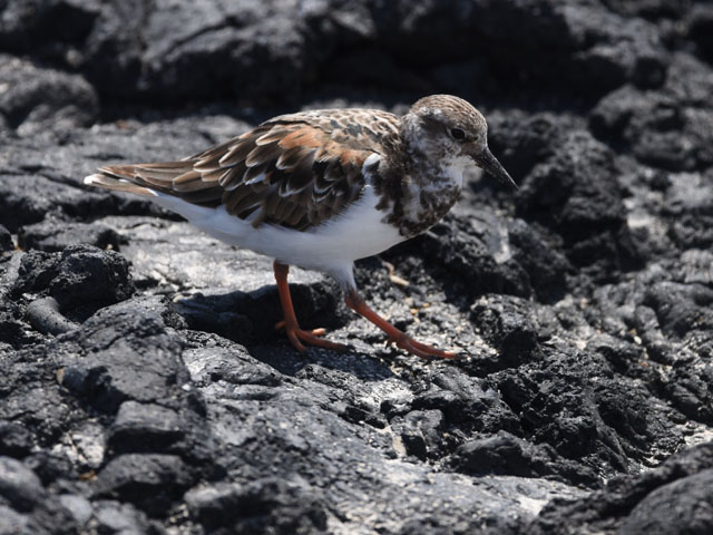 ミユビシギ, Calidris alba