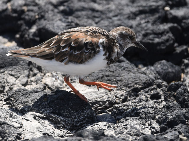ミユビシギ, Calidris alba