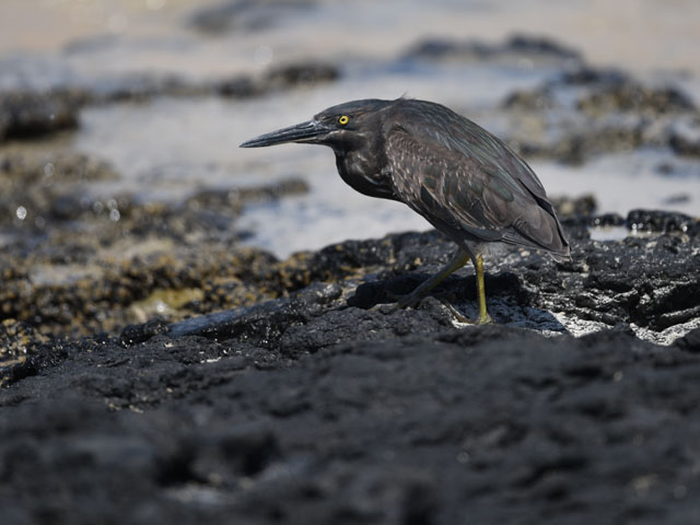 ガラパゴスササゴイ, Butorides sundevalli