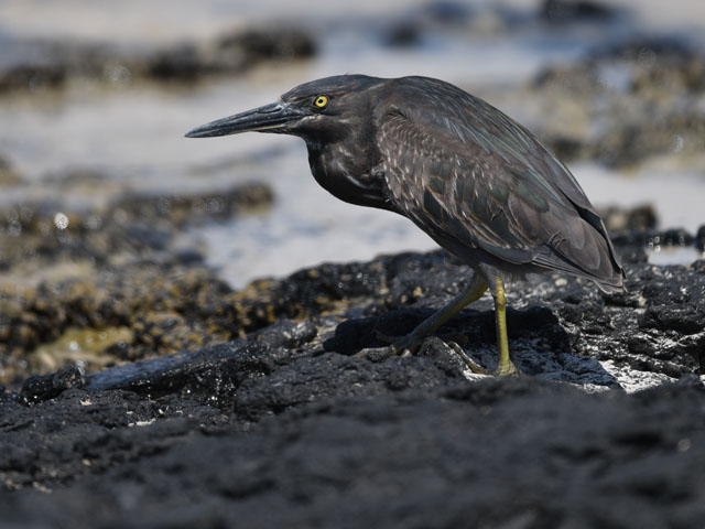 ガラパゴスササゴイ, Butorides sundevalli