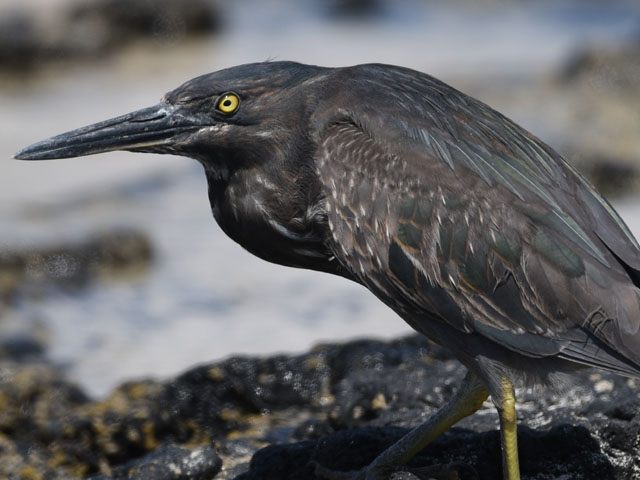 ガラパゴスササゴイ, Butorides sundevalli