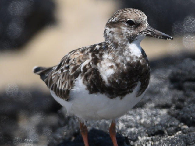 ミユビシギ, Calidris alba