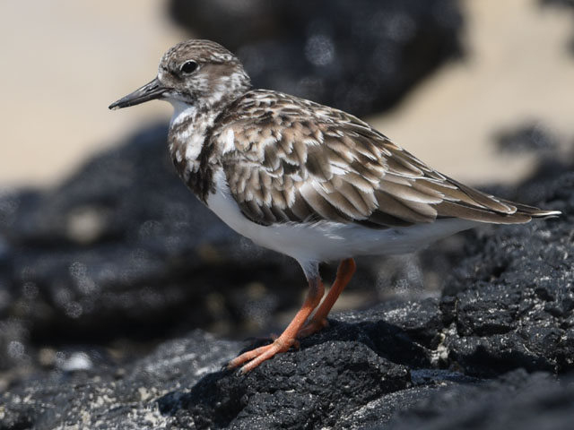 ミユビシギ, Calidris alba