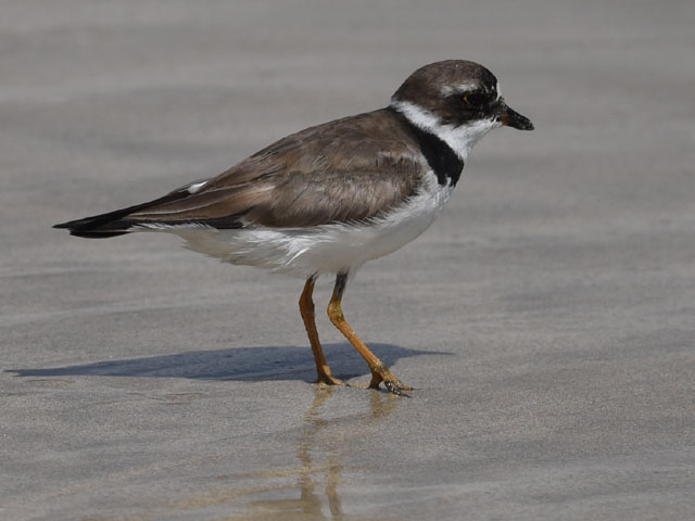 ミズカキチドリ, Charadrius semipalmatus