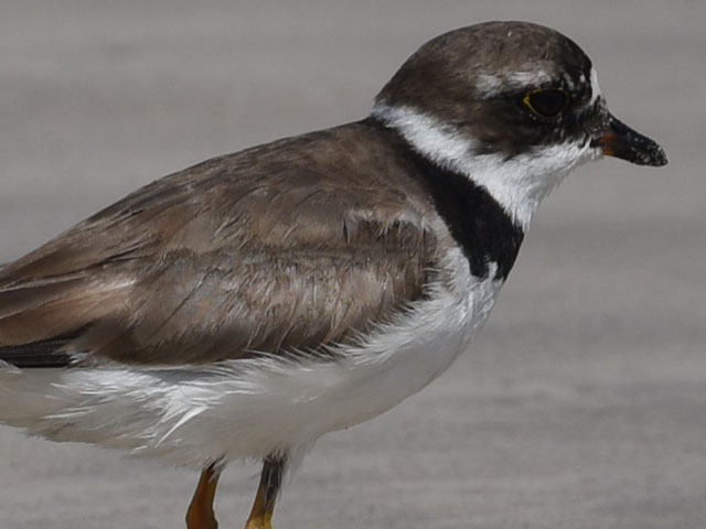 ミズカキチドリ, Charadrius semipalmatus