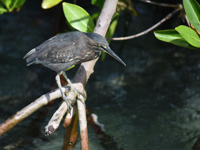 ガラパゴスササゴイ, Butorides sundevalli