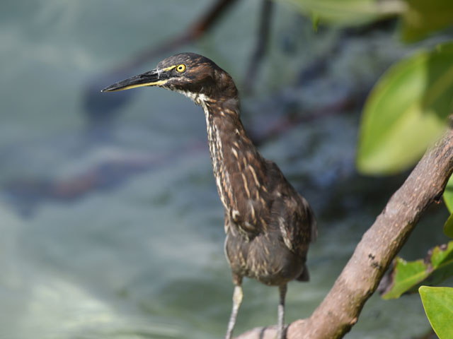 ガラパゴスササゴイ, Butorides sundevalli