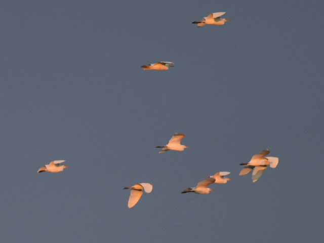 Santa Cruz島のPuerto Ayora