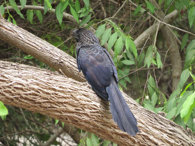 �I�I�n�V�J�b�R�E, Crotophaga ani 