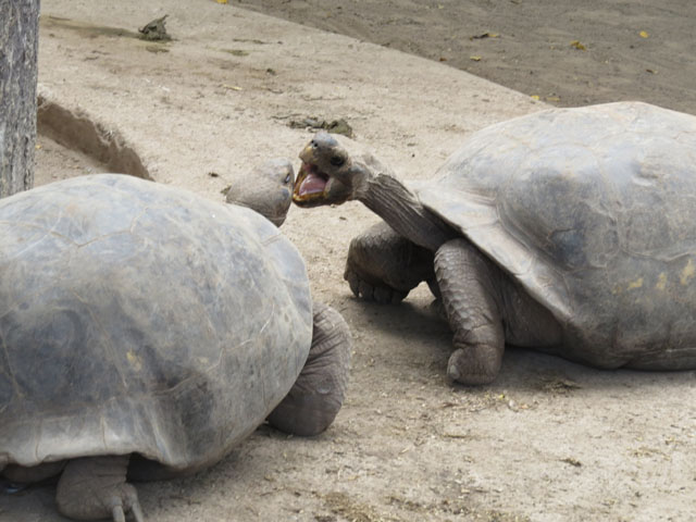 ガラパゴスゾウガメ育成施設, Galapagos tortoise upbringing facility
