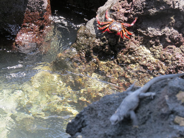 ウミイグアナ, Amblyrhynchus cristatus