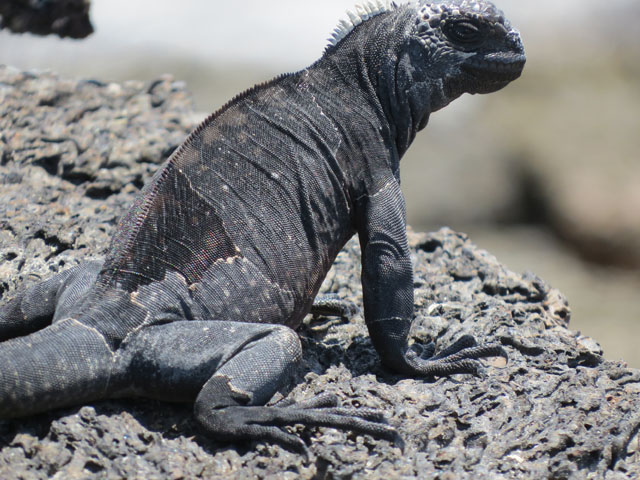 ウミイグアナ, Amblyrhynchus cristatus