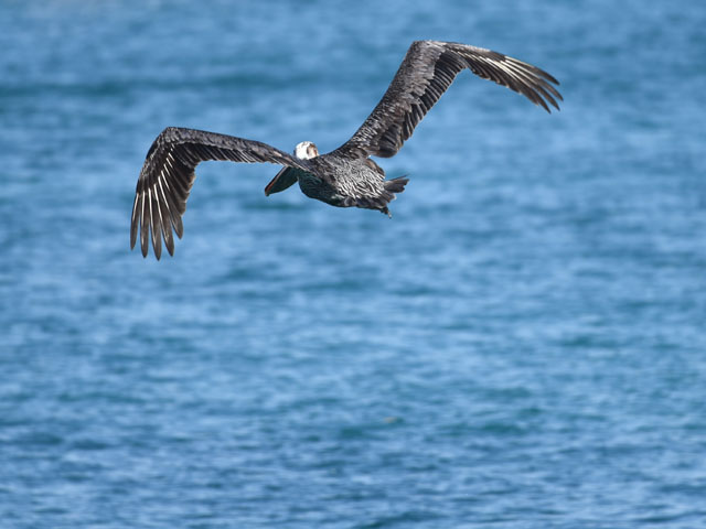 �J�b�V���N�y���J��, Pelecanus occidentalis 