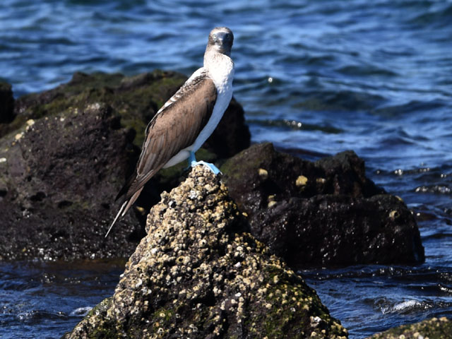 ���ɃA�I�A�V�J�c�I�h��