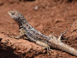 Lava lizard