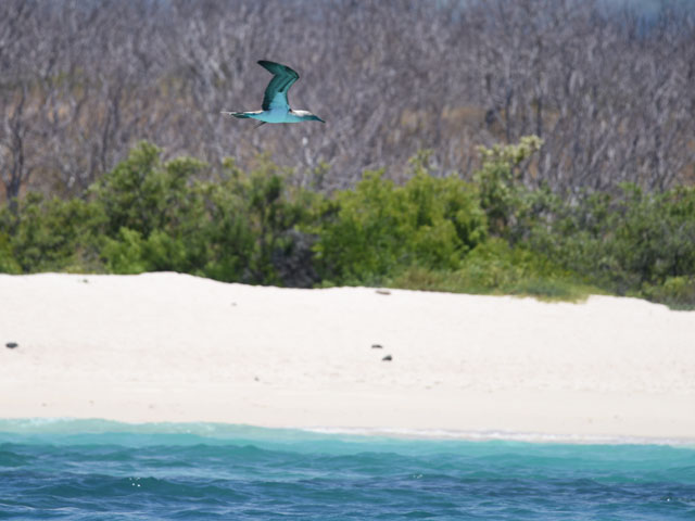 �������l��Bachas�C��