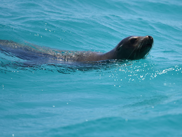 �������l��Bachas�C�݂̃A�U���V