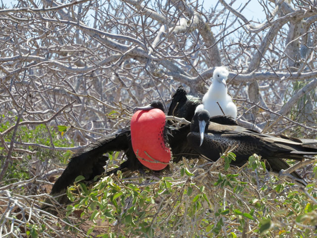 �A�����J�O���J���h��