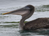 カッショクペリカン (Pelecanus occidentalis)