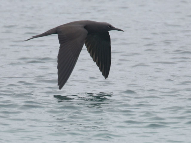 �N���A�W�T�V, Anous stolidus